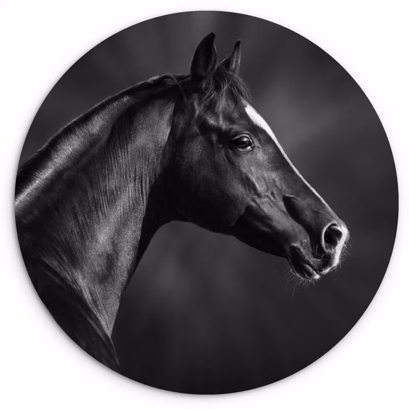 Muurcirkel - Paard - Dieren - Zwart - Wit - Portret — 1