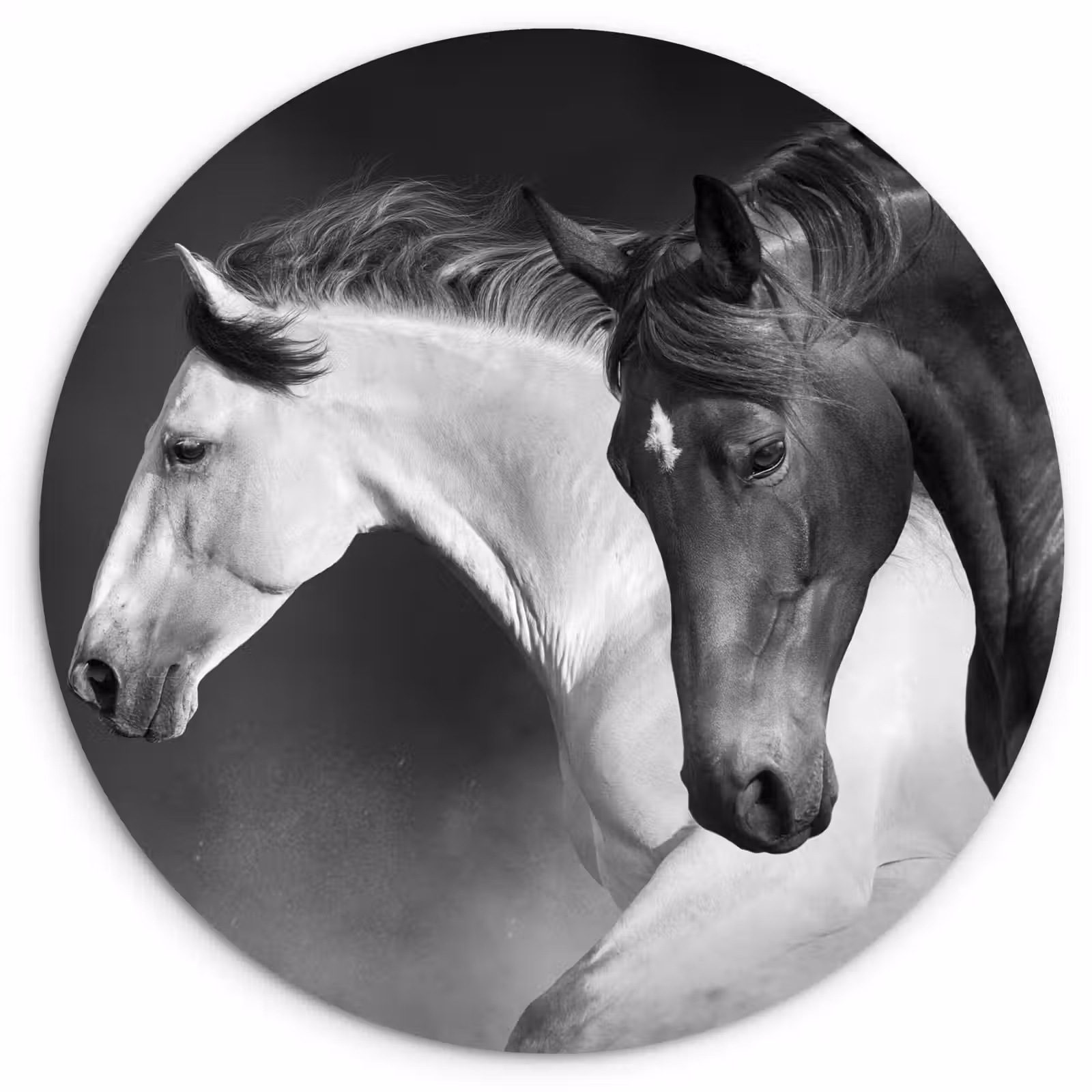 Muurcirkel - Paarden - Dieren - Zwart - Wit - Portret — 1