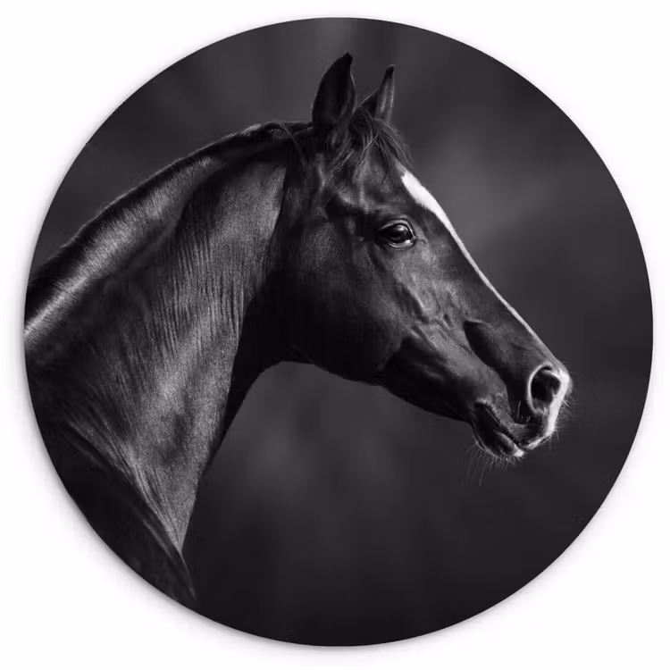 Muurcirkel - Paard - Dieren - Zwart - Wit - Portret — 1