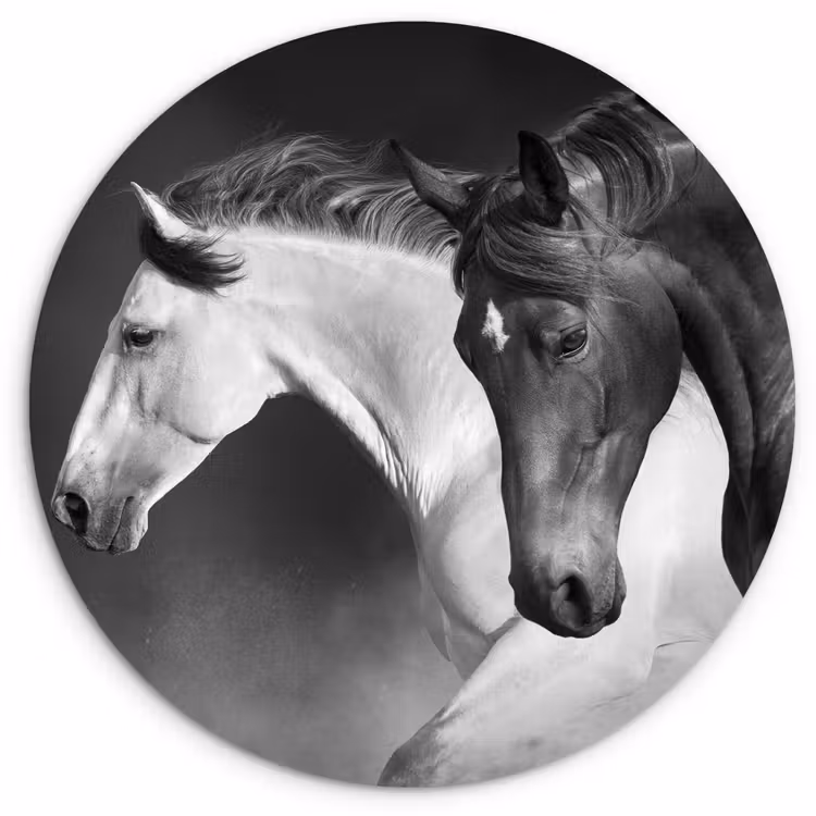 Muurcirkel - Paarden - Dieren - Zwart - Wit - Portret — 1
