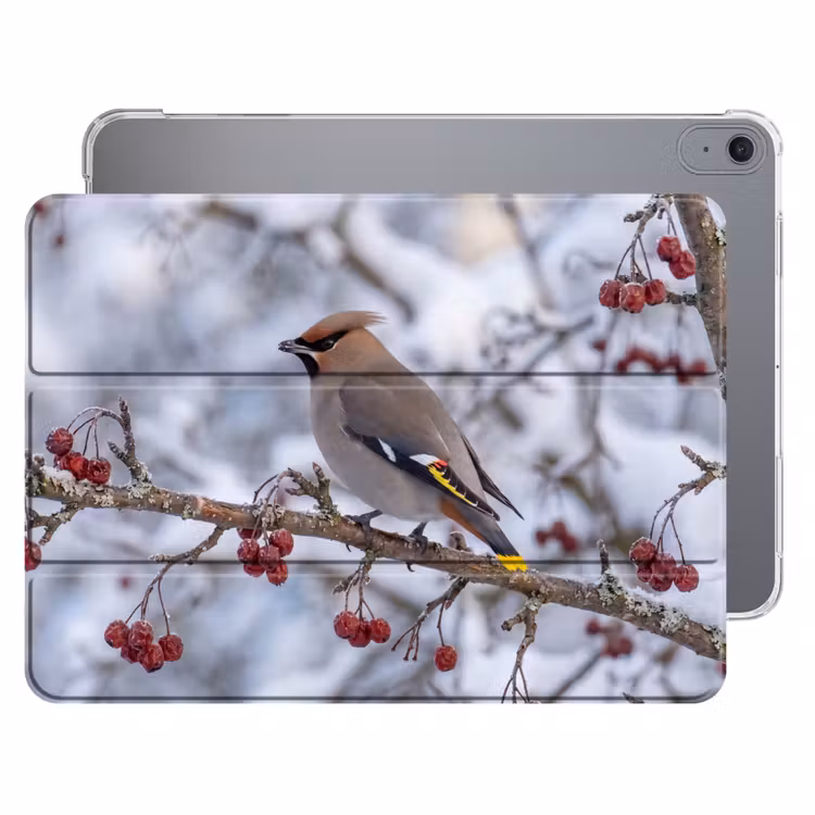 iPad hoes - Pestvogel - Bessen - Winter - Natuur — 1
