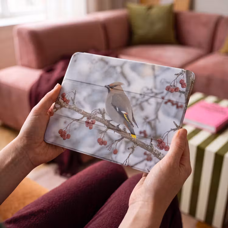 iPad hoes - Pestvogel - Bessen - Winter - Natuur — 4