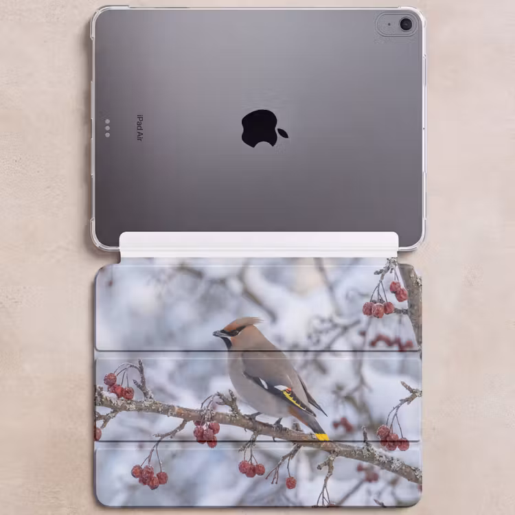 iPad hoes - Pestvogel - Bessen - Winter - Natuur — 6