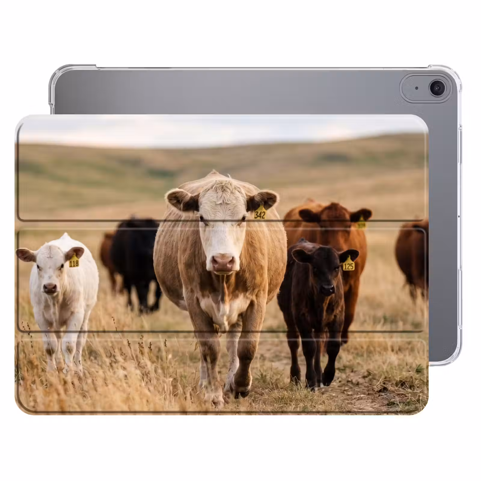 iPad hoes - Runderen - Kudde - Landschap - Weide - Rustig — 1
