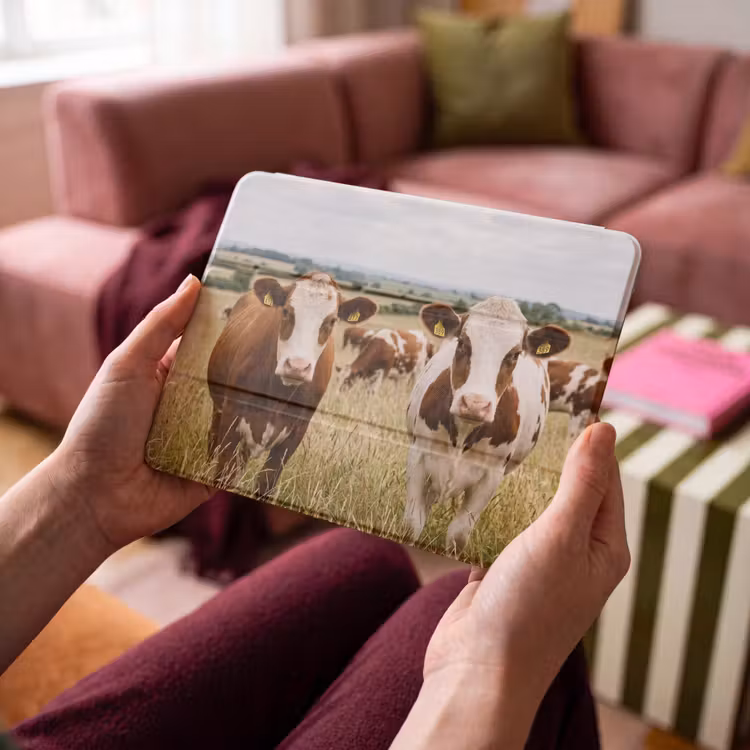 iPad hoes - Koeien - Portret - Weide - Boerderij - Nieuwsgierig — 4