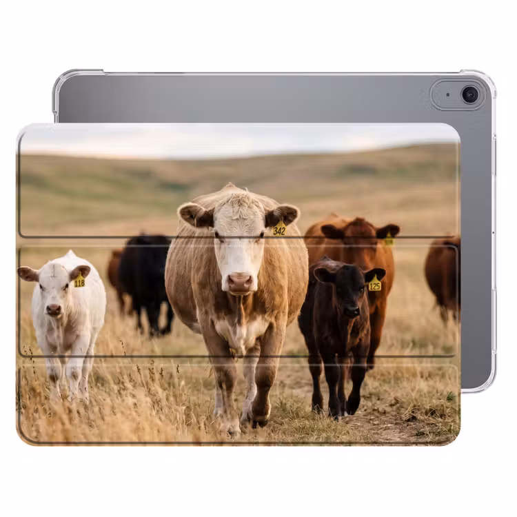 iPad hoes - Runderen - Kudde - Landschap - Weide - Rustig — 1