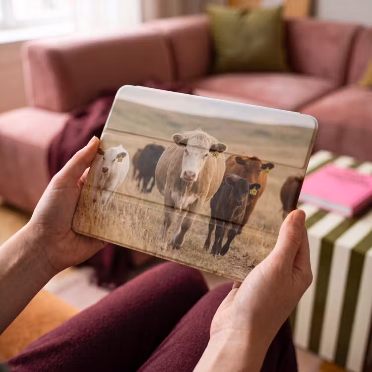 iPad hoes - Runderen - Kudde - Landschap - Weide - Rustig — 4