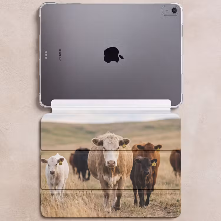 iPad hoes - Runderen - Kudde - Landschap - Weide - Rustig — 6