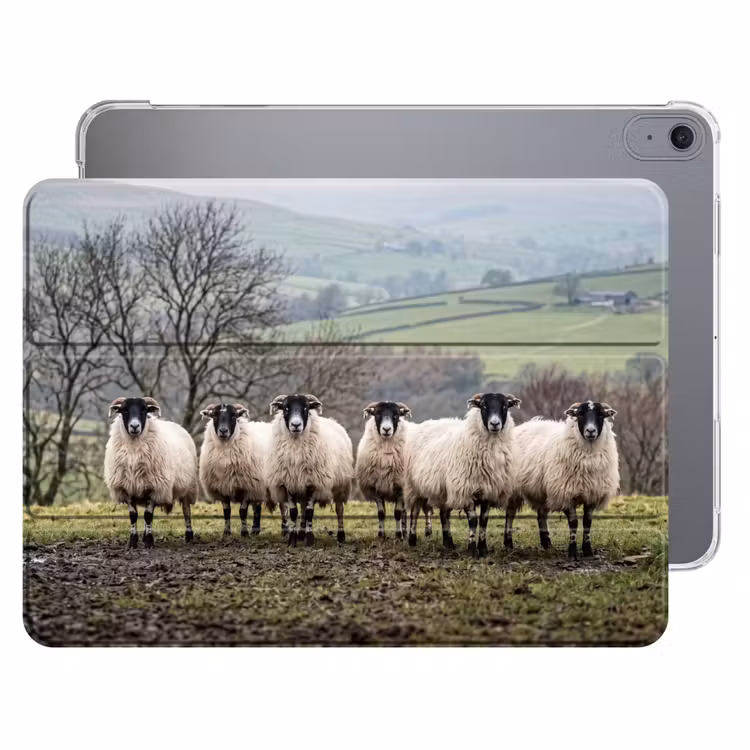 iPad hoes - Schapen - Rij - Weide - Dieren - Platteland — 1