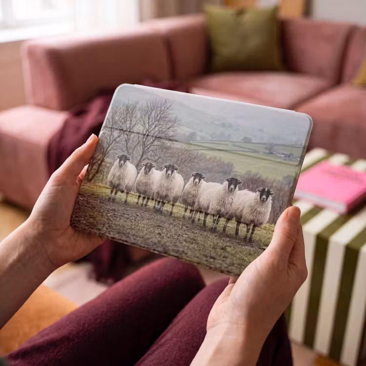 iPad hoes - Schapen - Rij - Weide - Dieren - Platteland — 4