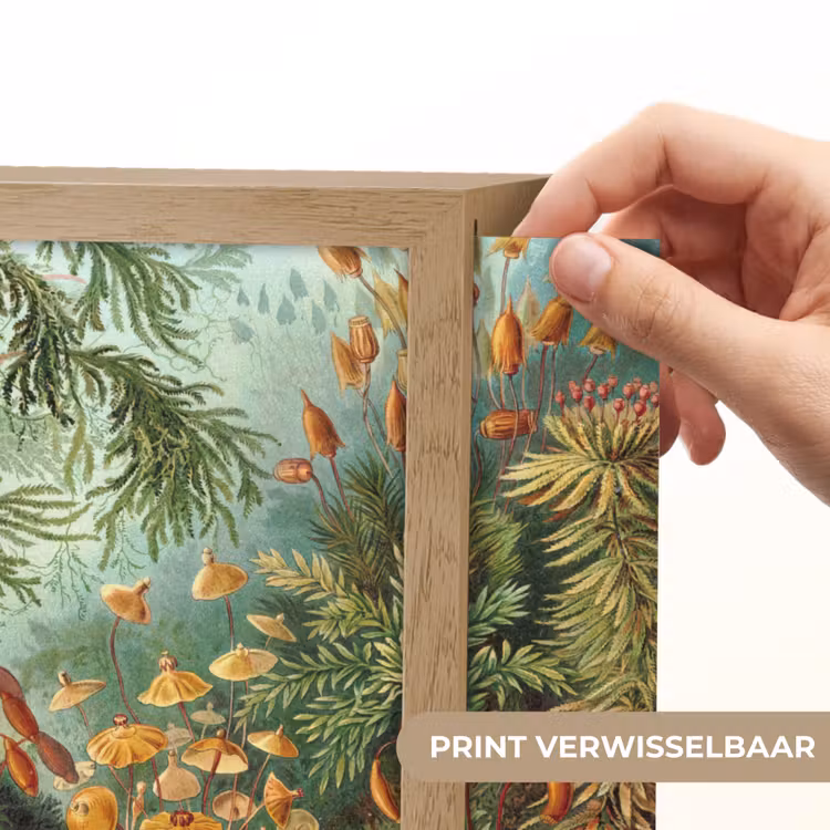 Lightbox - Wandlamp - Oude meesters - Kunst - Muscinae - Haeckel — 3