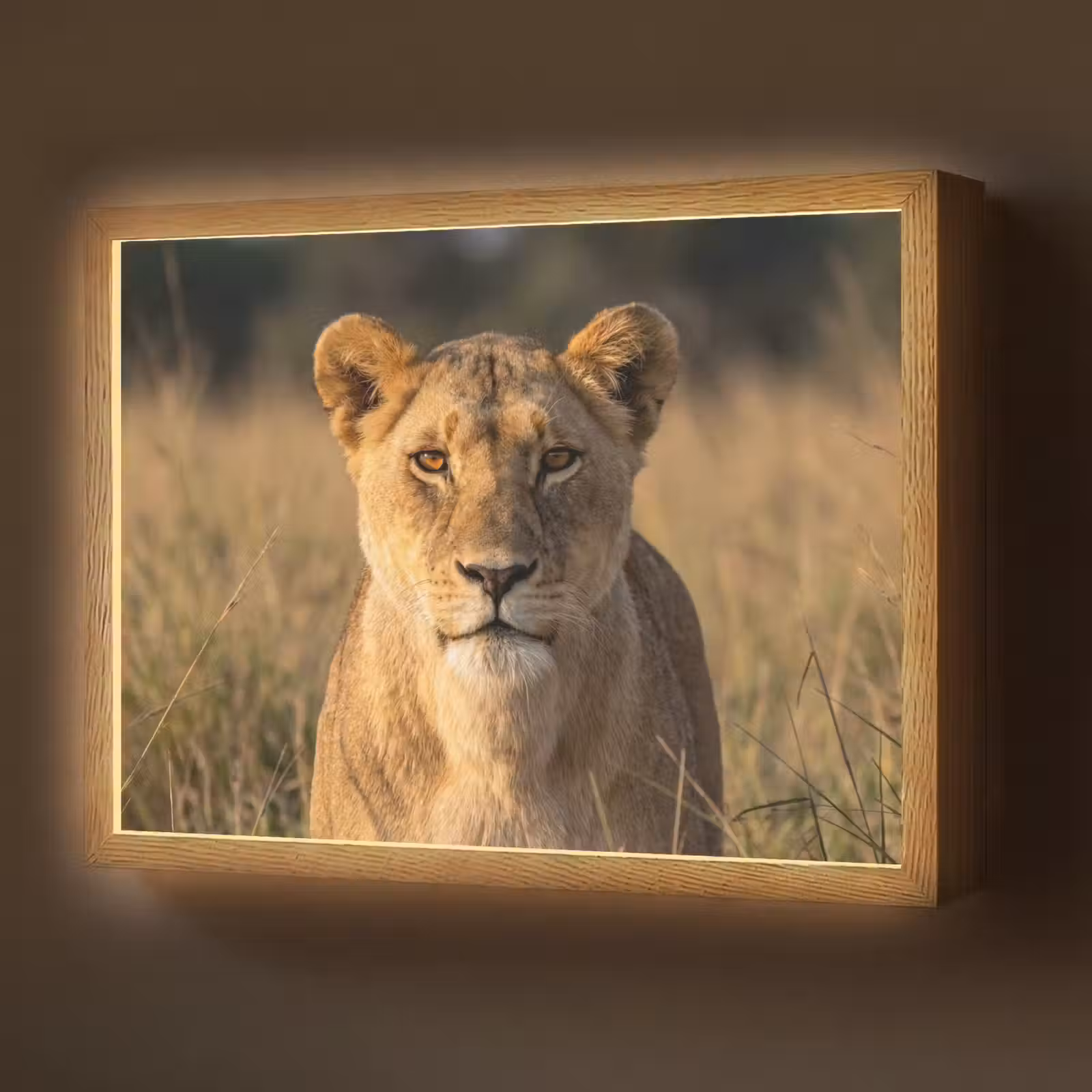 Lightbox - Wandlamp - Leeuwin - Gras - Geel — 1