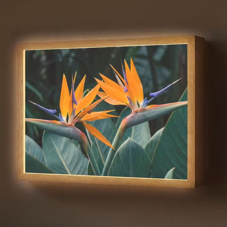 Lightbox - Wandlamp - Paradijsvogel - Bloem - Exotisch