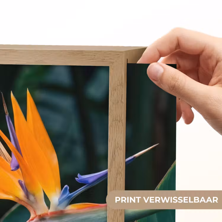 Lightbox - Wandlamp - Paradijsvogel - Bloem - Exotisch — 5