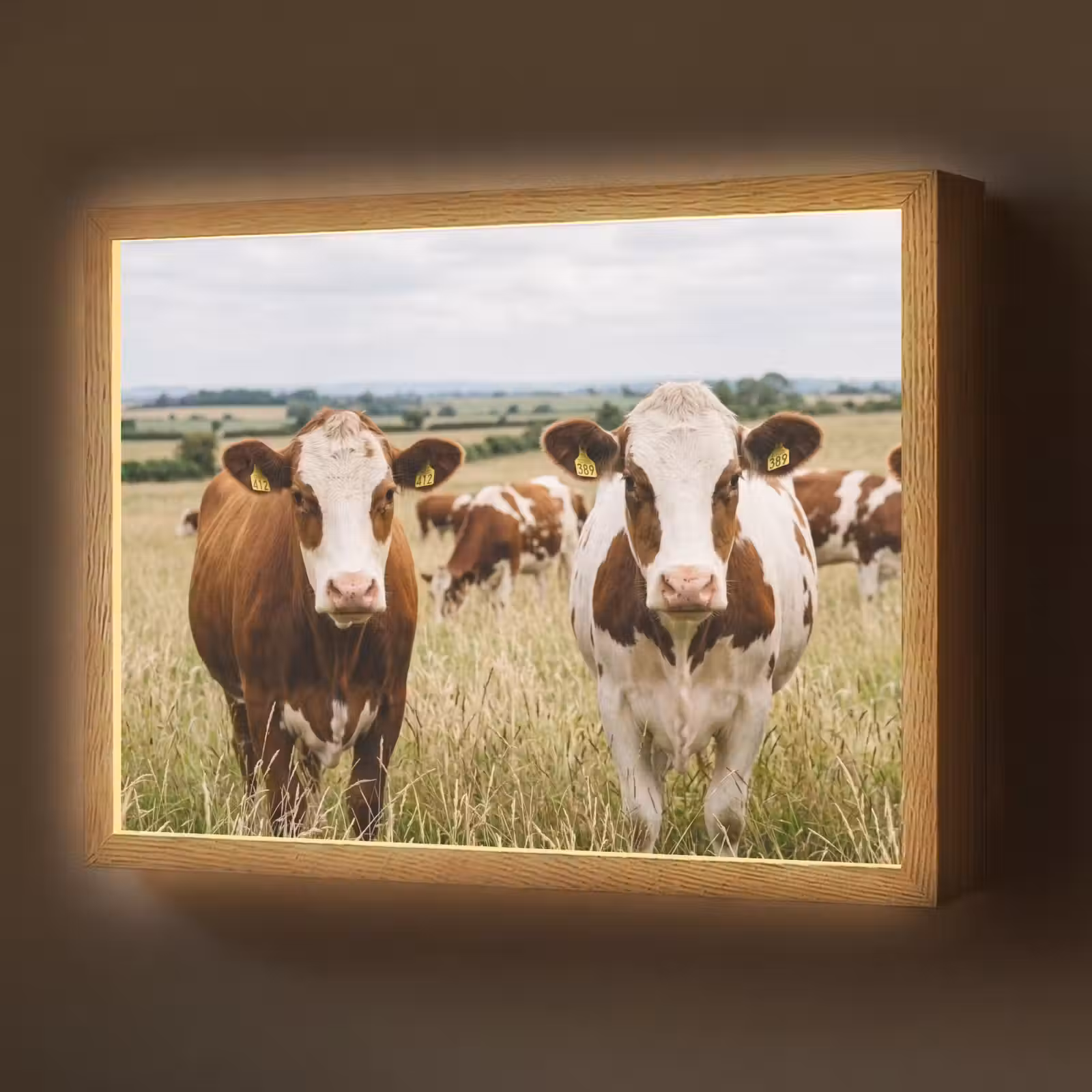 Lightbox - Wandlamp - Koeien - Portret - Weide - Boerderij - Nieuwsgierig — 1