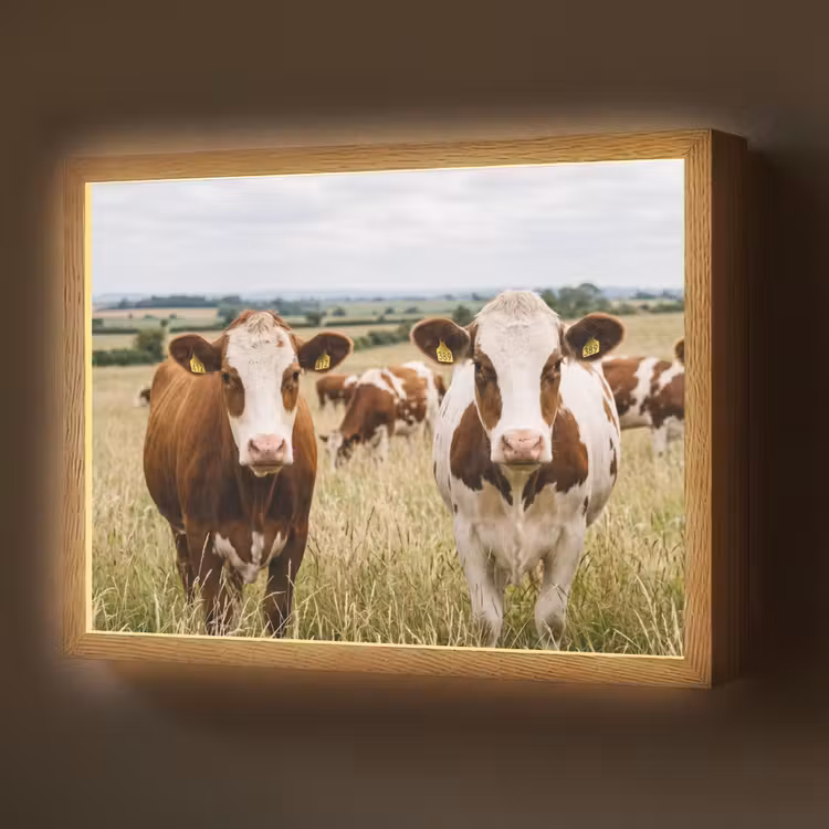 Lightbox - Wandlamp - Koeien - Portret - Weide - Boerderij - Nieuwsgierig