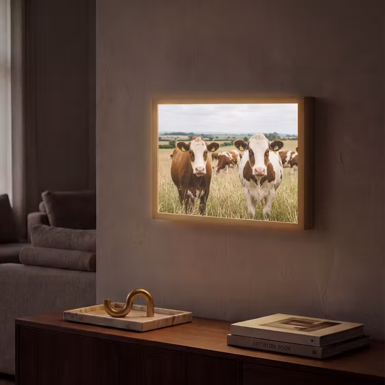 Lightbox - Wandlamp - Koeien - Portret - Weide - Boerderij - Nieuwsgierig — 2