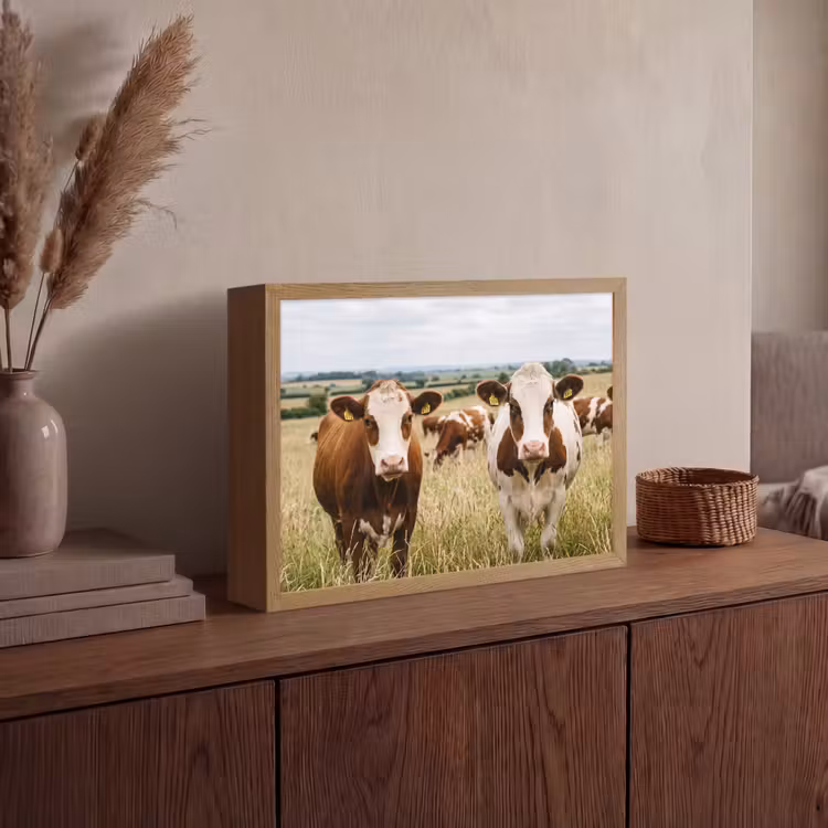 Lightbox - Wandlamp - Koeien - Portret - Weide - Boerderij - Nieuwsgierig — 4