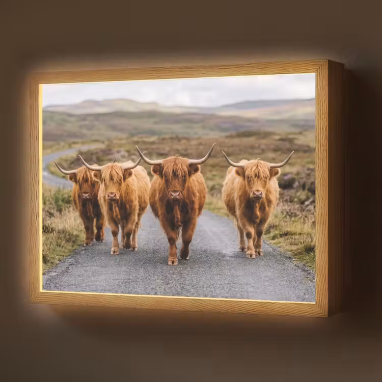 Lightbox - Wandlamp - Schotse Hooglanders - Weg - Landschap - Kudde