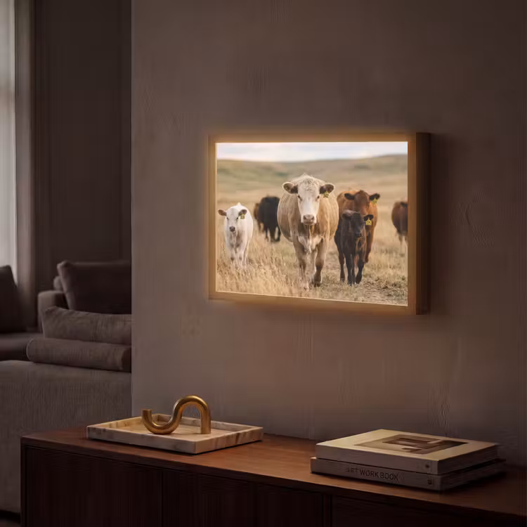Lightbox - Wandlamp - Runderen - Kudde - Landschap - Weide - Rustig — 2