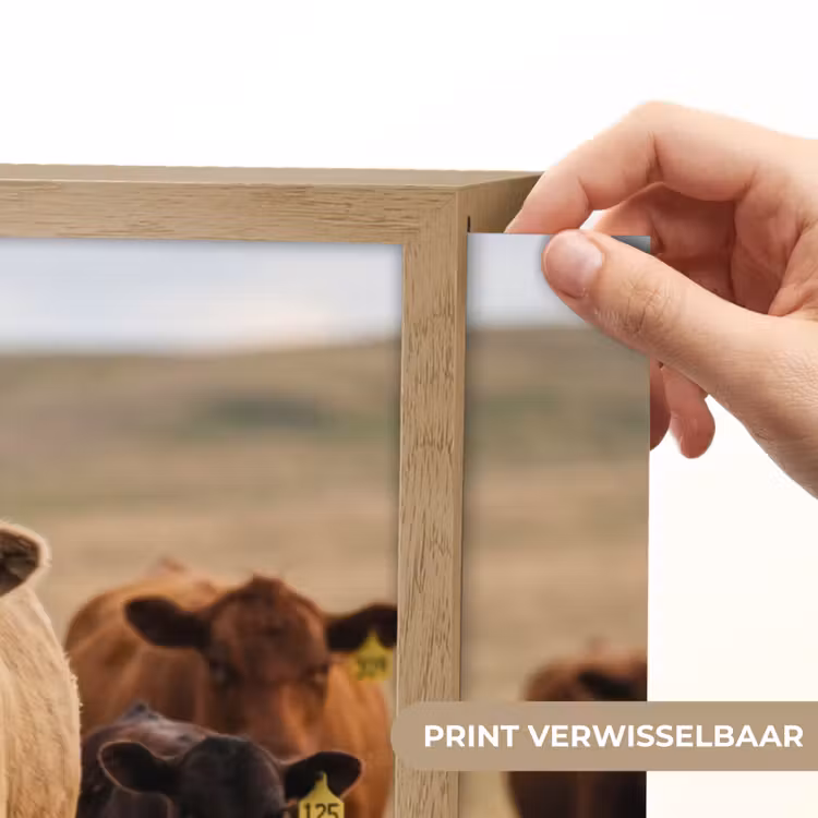Lightbox - Wandlamp - Runderen - Kudde - Landschap - Weide - Rustig — 5