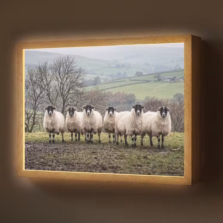 Lightbox - Wandlamp - Schapen - Rij - Weide - Dieren - Platteland