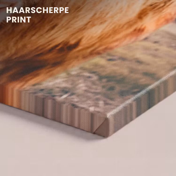 Canvas schilderij - Koe- Schotse hooglander - Hoorns - Bruin - Landschap — 5