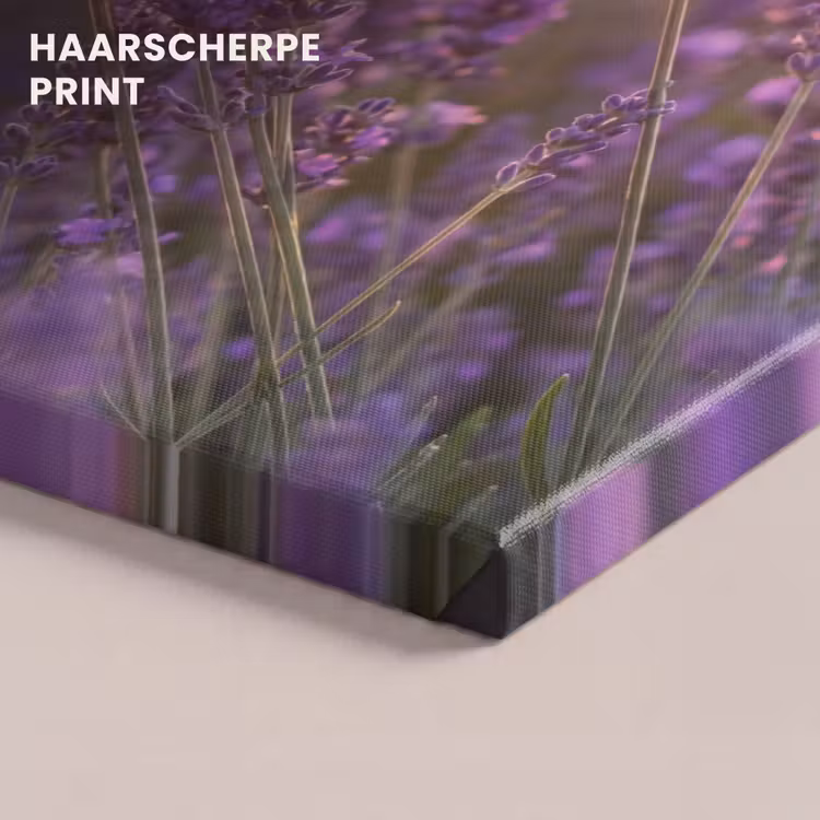 Canvas schilderij - Lavendel - Paars - Zonlicht — 5
