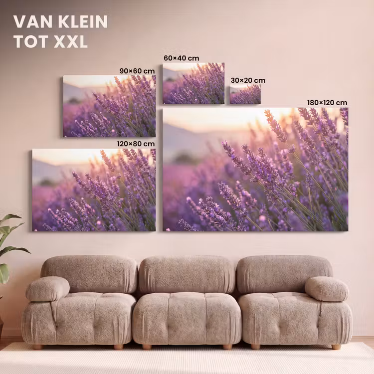 Canvas schilderij - Lavendel - Paars - Zonlicht — 8