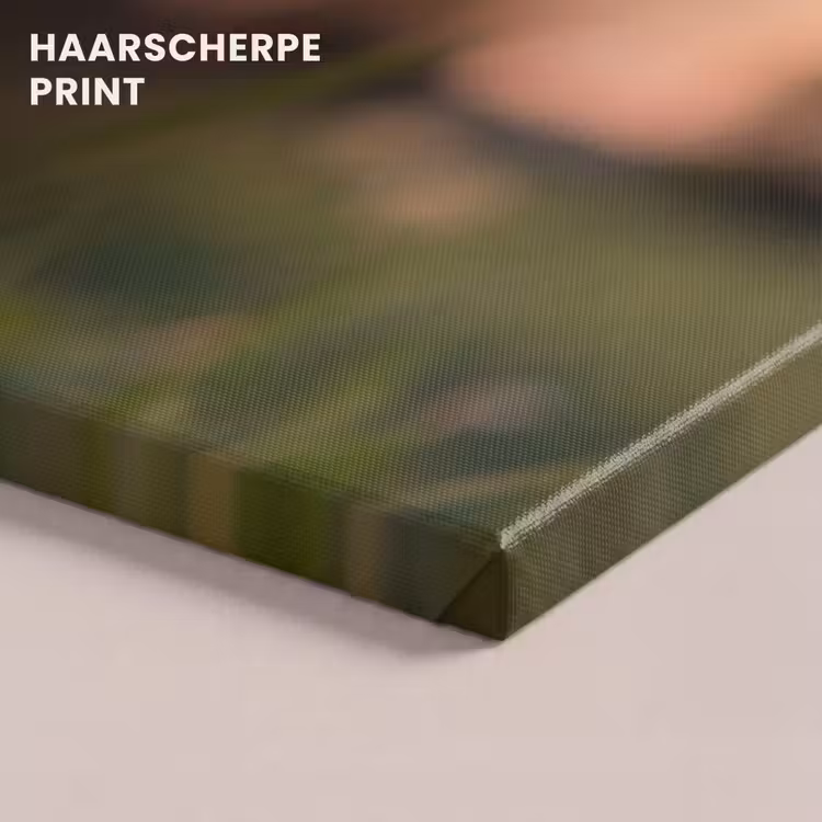 Canvas schilderij - Paardenbloem - Zonsondergang - Veld — 5