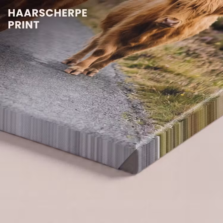 Canvas schilderij - Schotse Hooglanders - Weg - Landschap - Kudde — 5