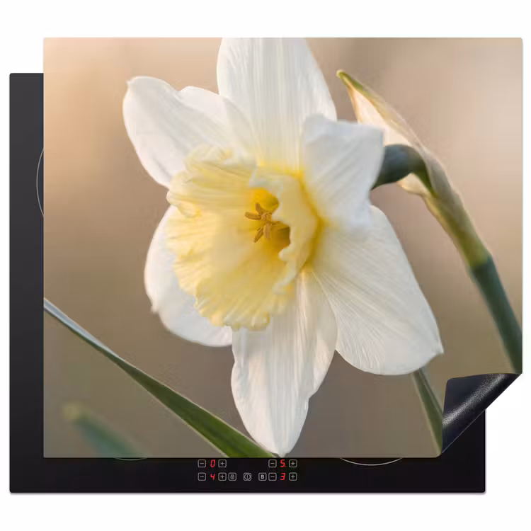 Inductie beschermer - Narcis - Bloem - Minimalistisch