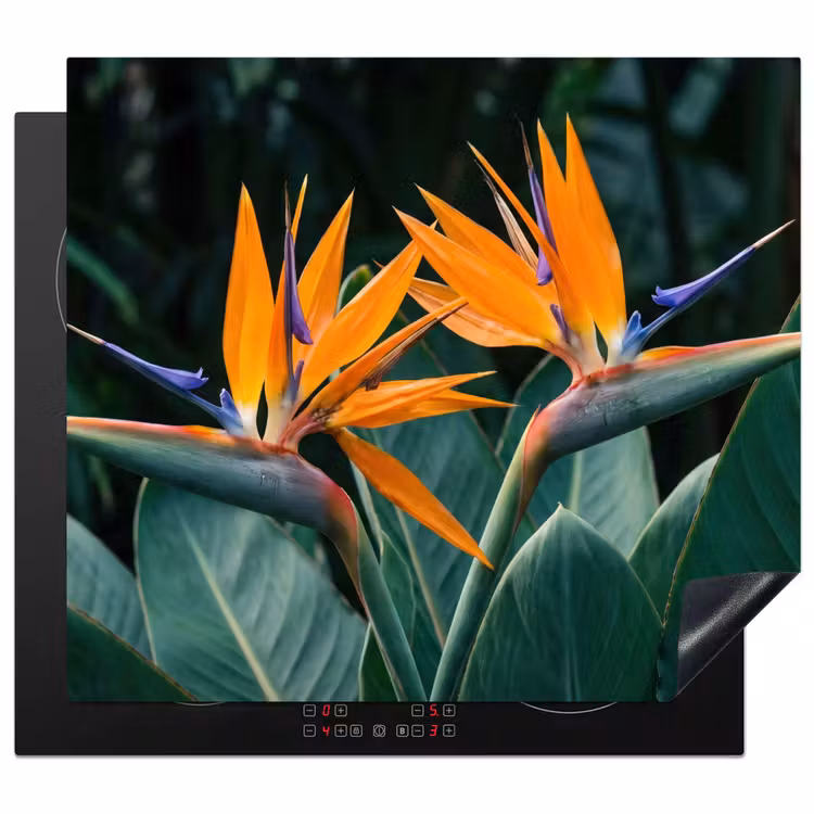 Inductie beschermer - Paradijsvogel - Bloem - Exotisch