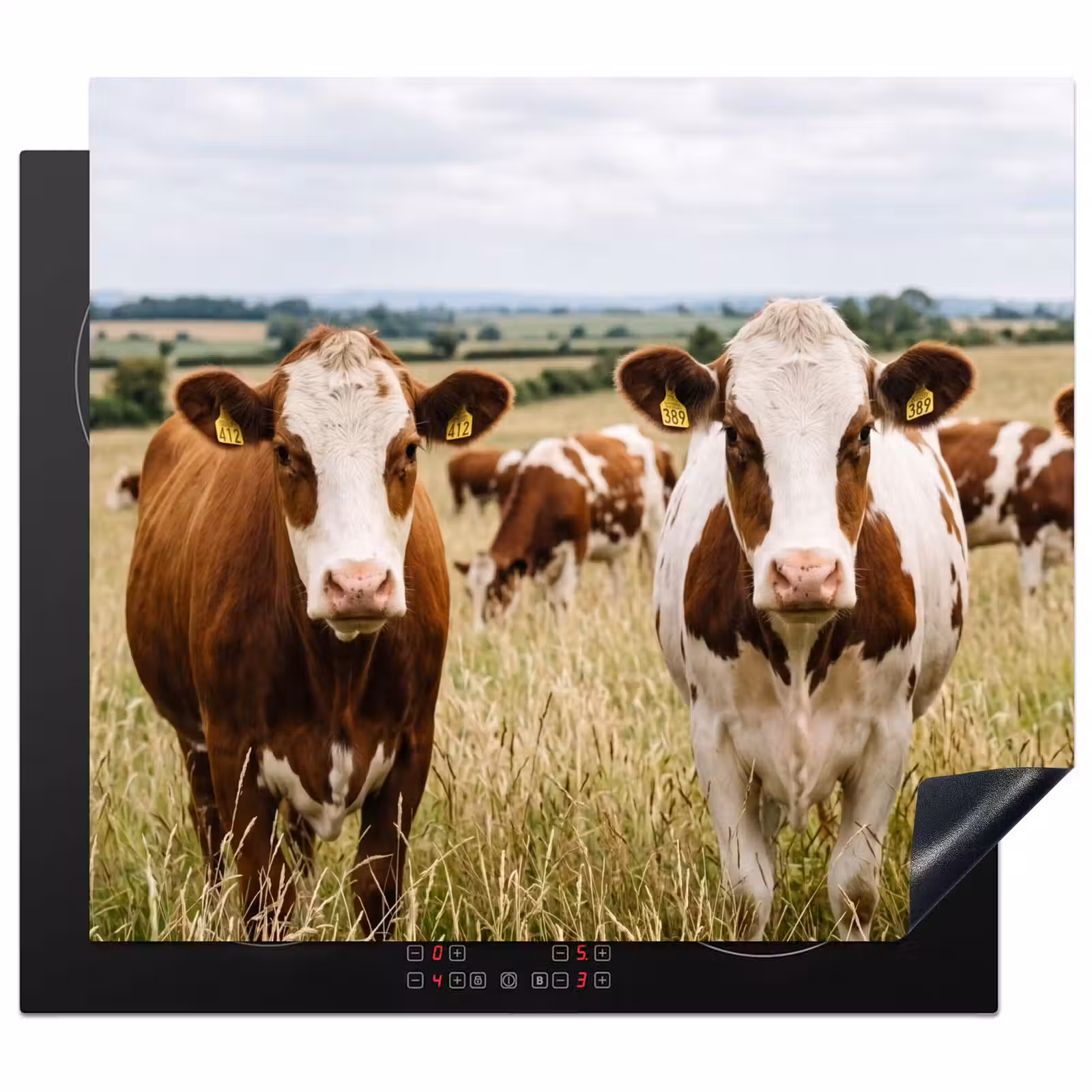 Inductie beschermer - Koeien - Portret - Weide - Boerderij - Nieuwsgierig — 1