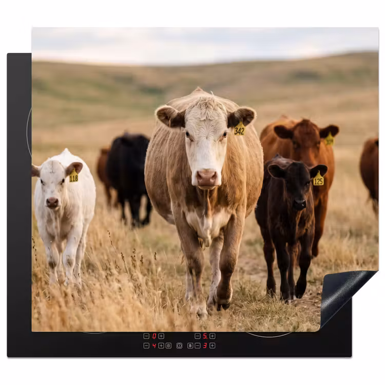 Inductie beschermer - Runderen - Kudde - Landschap - Weide - Rustig