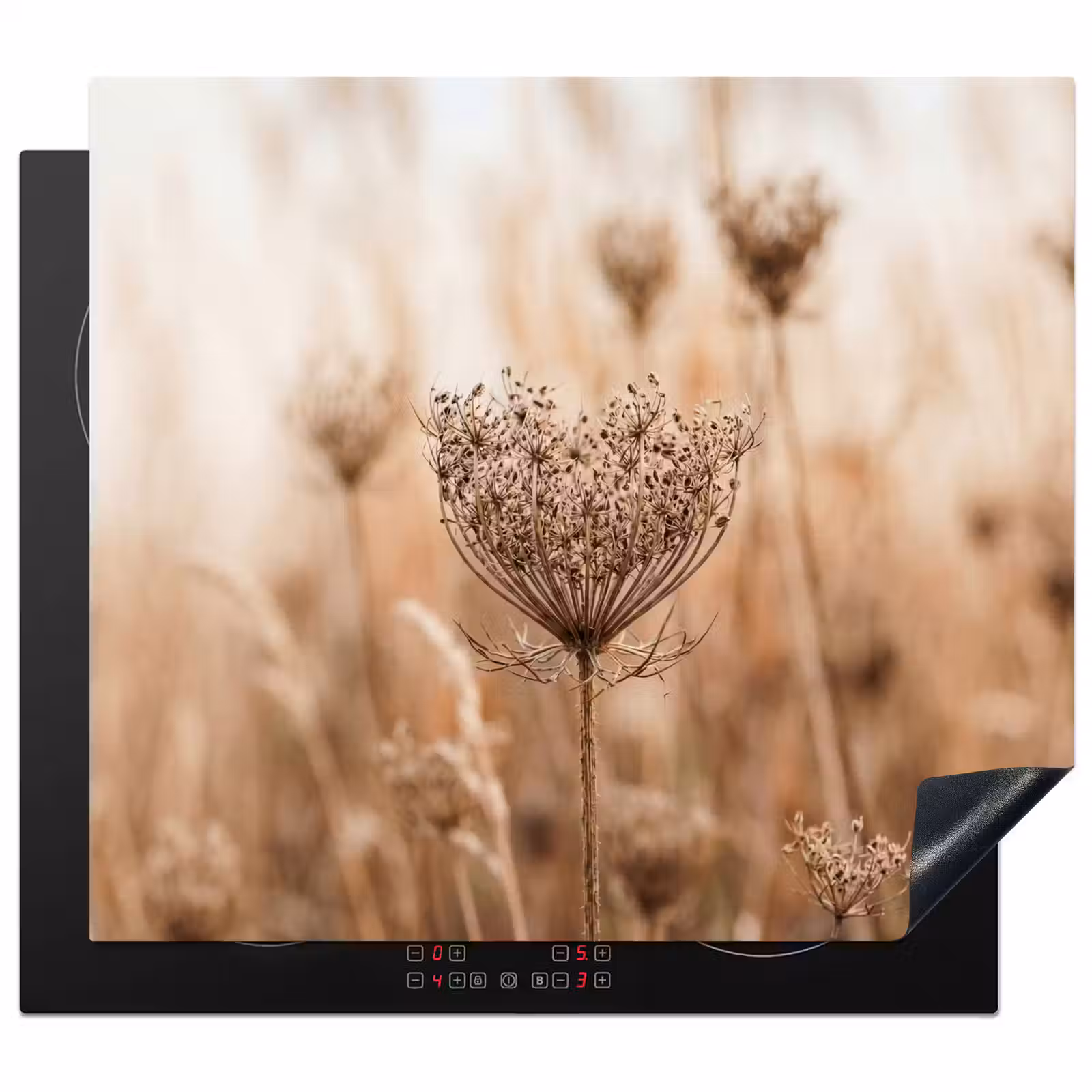 Inductie beschermer - Schermbloem - Droogbloem - Winter - Beige - Minimalistisch — 1