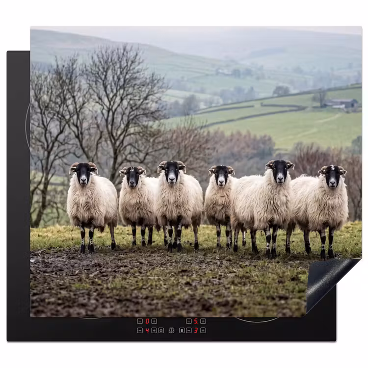 Inductie beschermer - Schapen - Rij - Weide - Dieren - Platteland