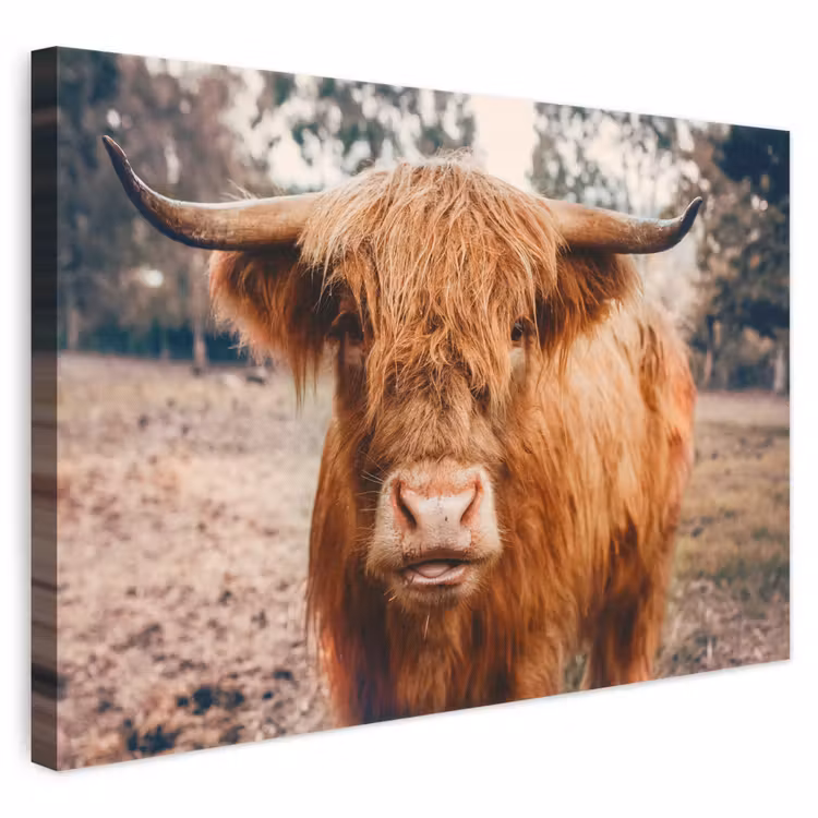 Canvas schilderij - Koe- Schotse hooglander - Hoorns - Bruin - Landschap
