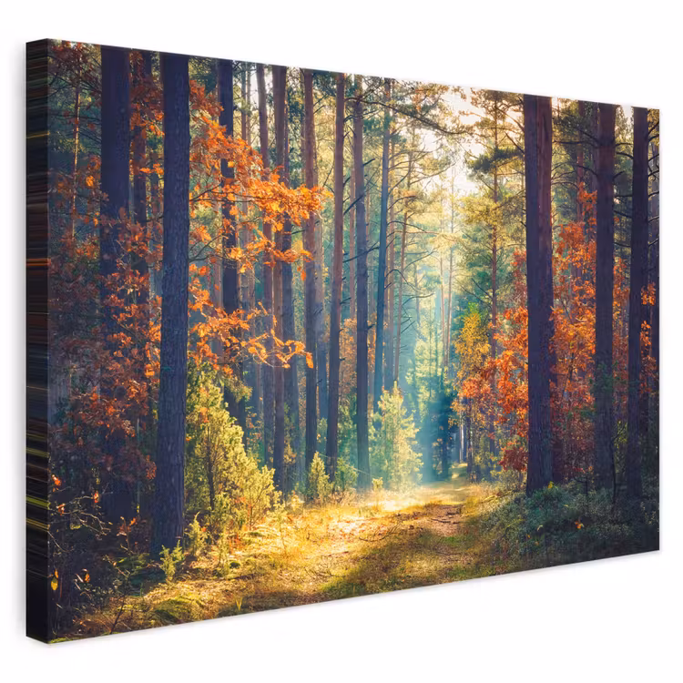 Canvas schilderij - Bos - Zon - Natuur - Herfst — 1