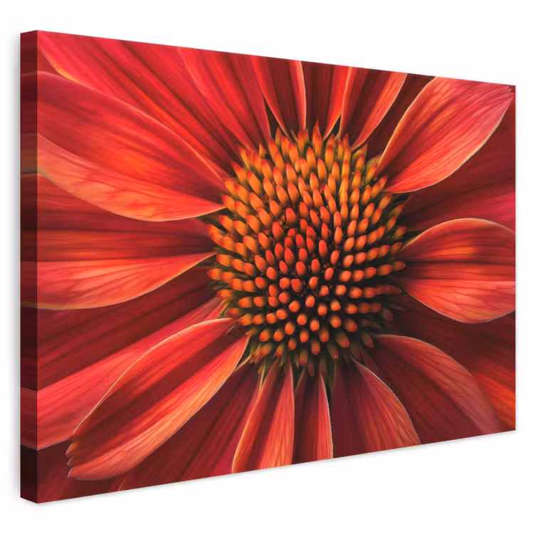 Canvas schilderij - Rode Bloem Close-up