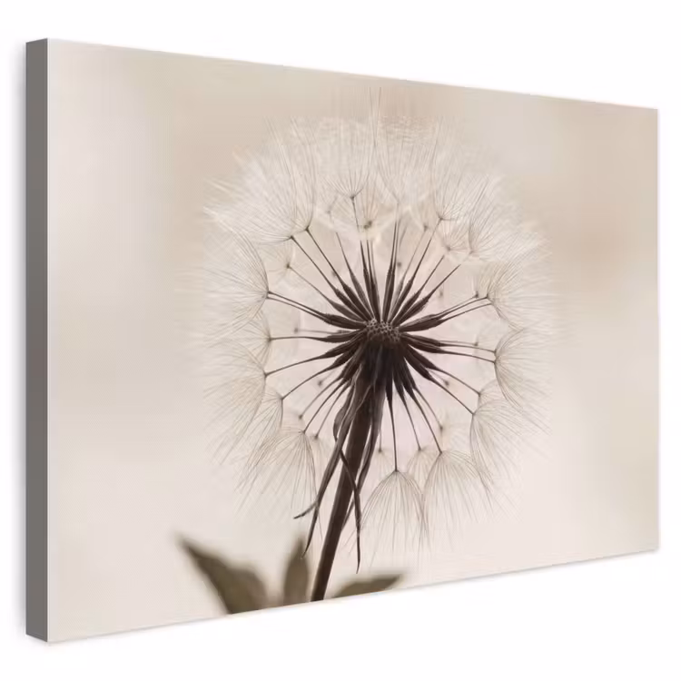 Canvas schilderij - Paardenbloem - Minimalistisch - Wit