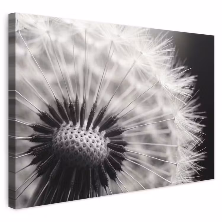 Canvas schilderij - Paardenbloem - Zwart - Wit