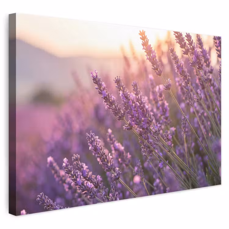 Canvas schilderij - Lavendel - Paars - Zonlicht