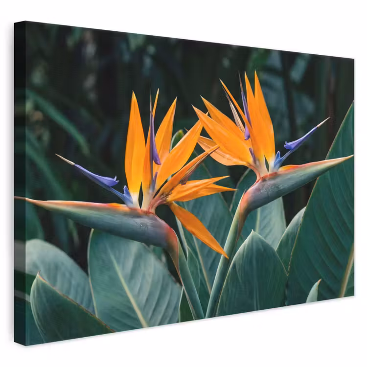 Canvas schilderij - Paradijsvogel - Bloem - Exotisch