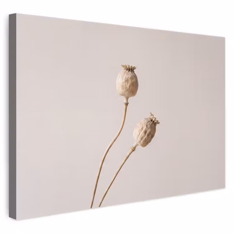 Canvas schilderij - Papaverbollen - Droogbloemen - Minimalistisch - Beige - Rustig