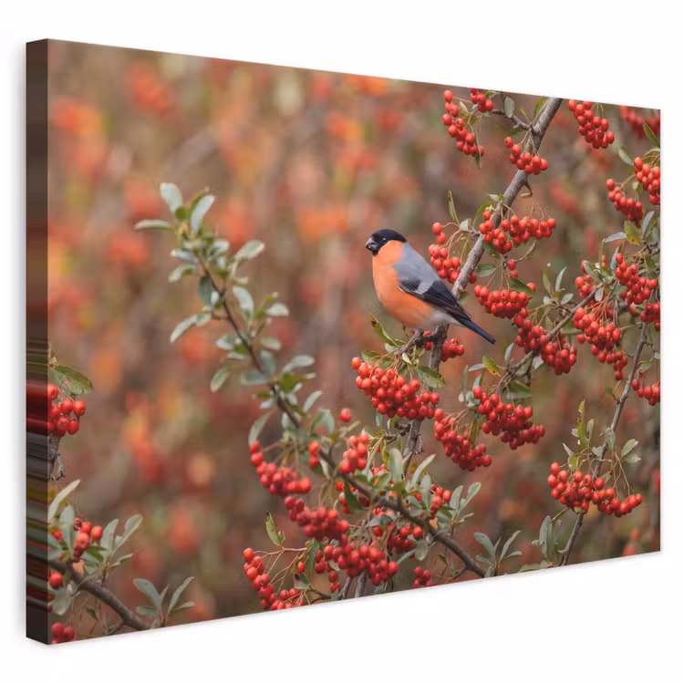 Canvas schilderij - Goudvink - Bessen - Herfst - Natuur - Kleurrijk