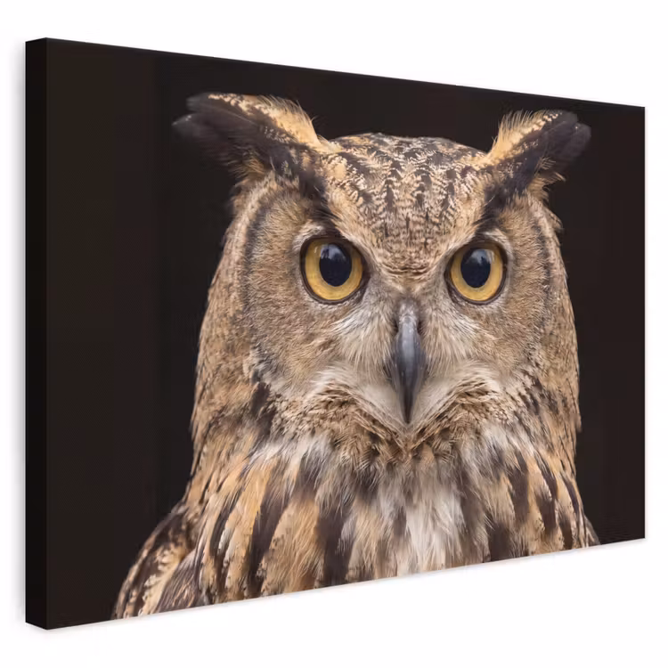 Canvas schilderij - Oehoe - Uil - Portret - Bruin — 1