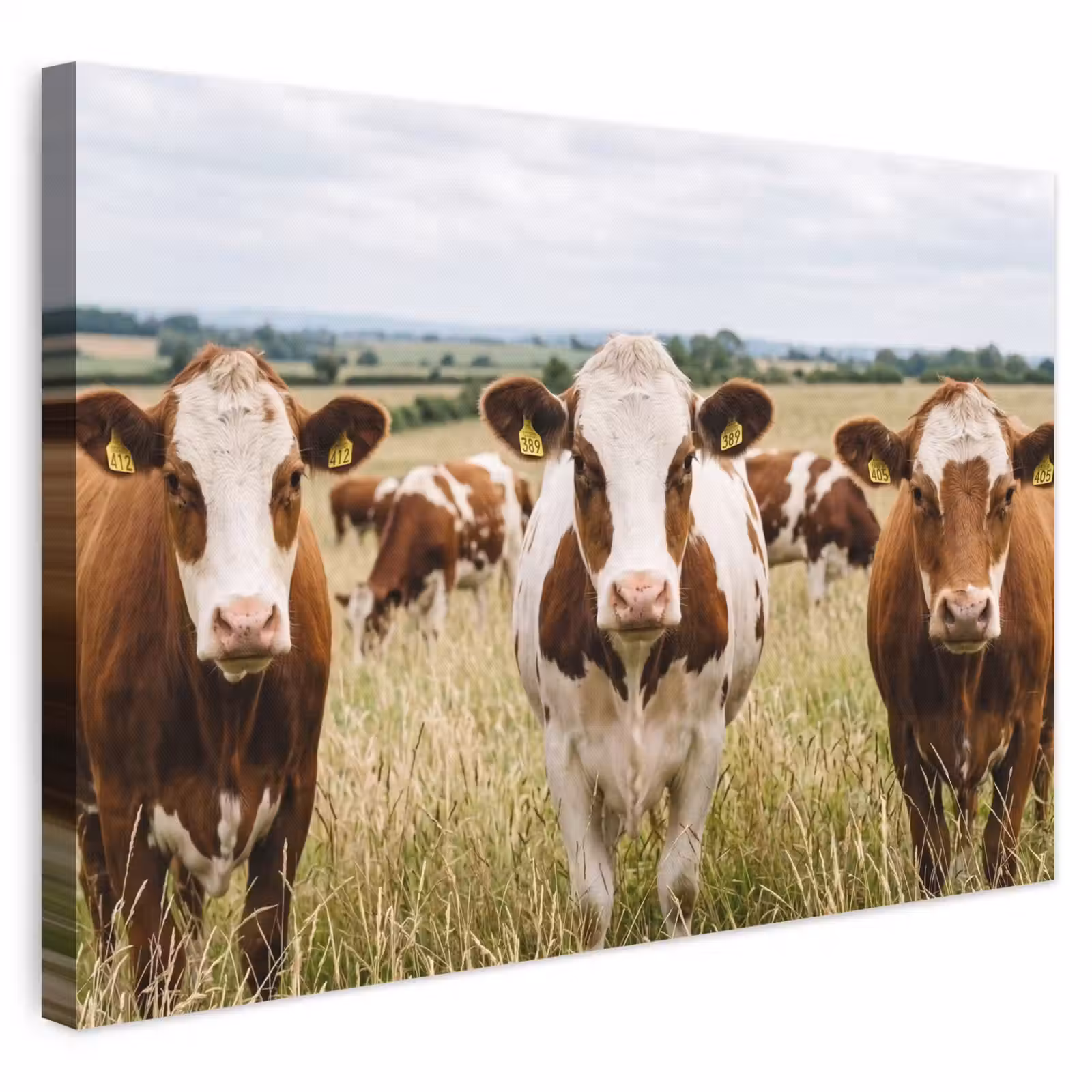 Canvas schilderij - Koeien - Portret - Weide - Boerderij - Nieuwsgierig — 1