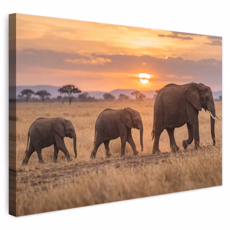 Canvas schilderij - Olifanten - Savanne - Zonsondergang - Afrika - Warm