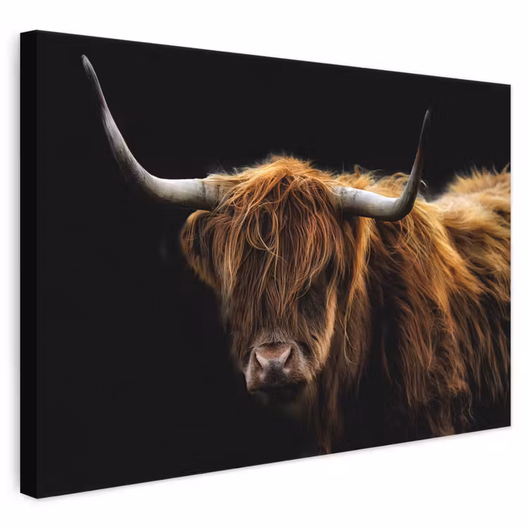 Canvas schilderij - Schotse Hooglander - Horens - Zwart - Dieren - Natuur - Wild - Koe